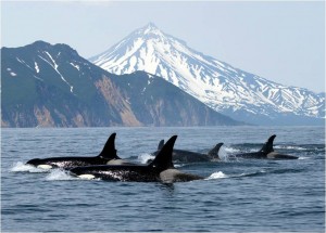 Orcas 300x215 Collaborate For Success